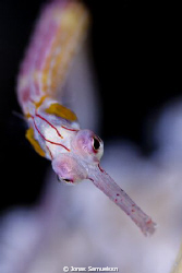 Close-up pipefish by Jonas Samuelssn 